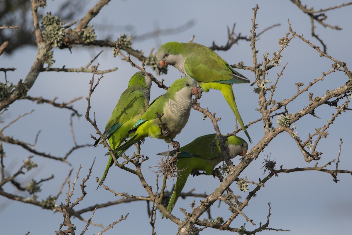 Monk Parakeet - Pablo Re