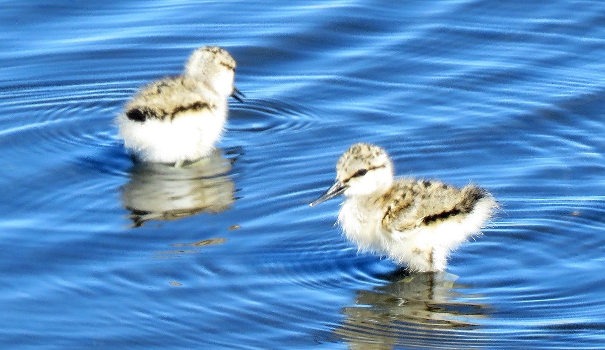 American Avocet - ML241831161