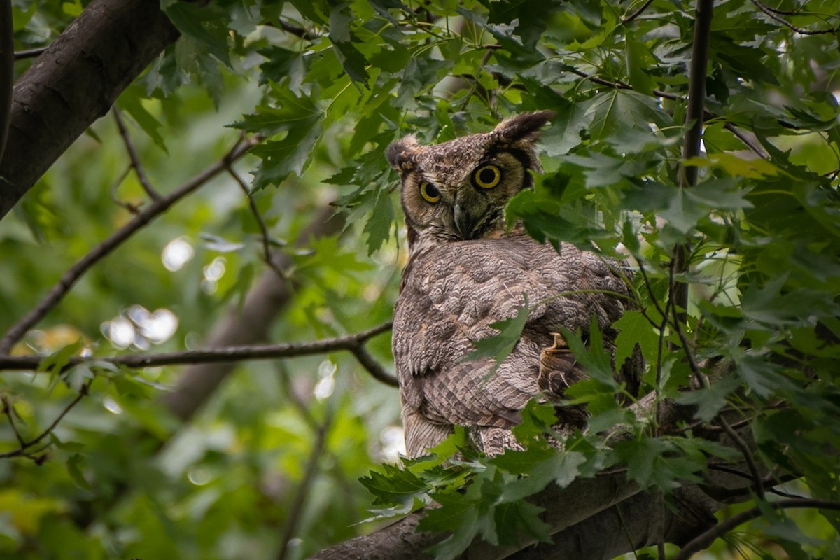 Great Horned Owl - ML241831321
