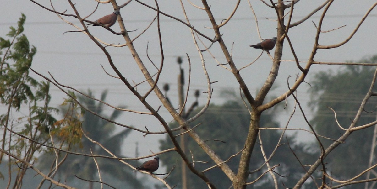 Red Collared-Dove - TheNatureTrust (GroupAccount)