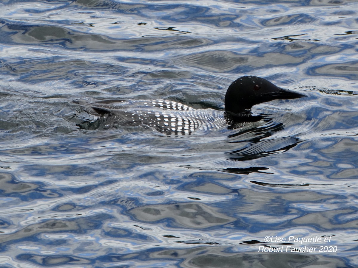 Plongeon huard - ML241833621