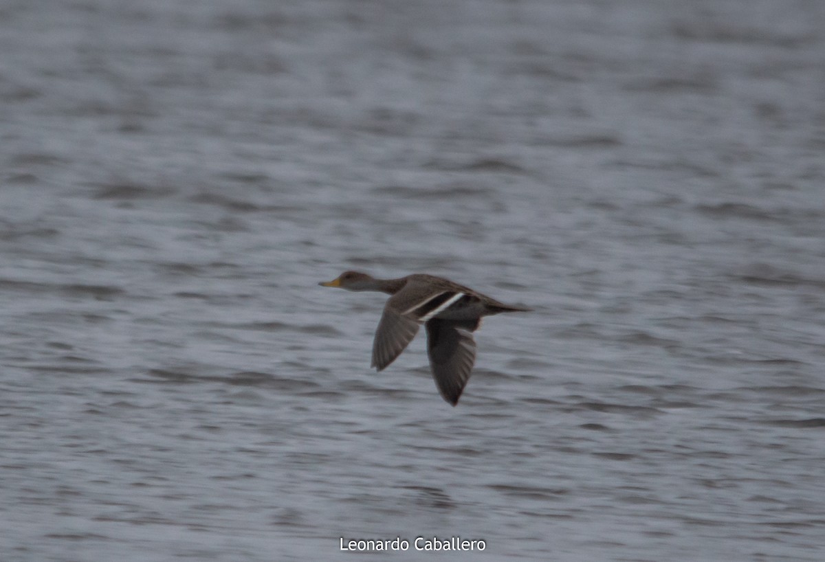 Yellow-billed Pintail - ML241833721