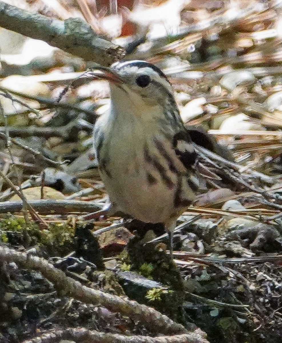 Black-and-white Warbler - ML241834841