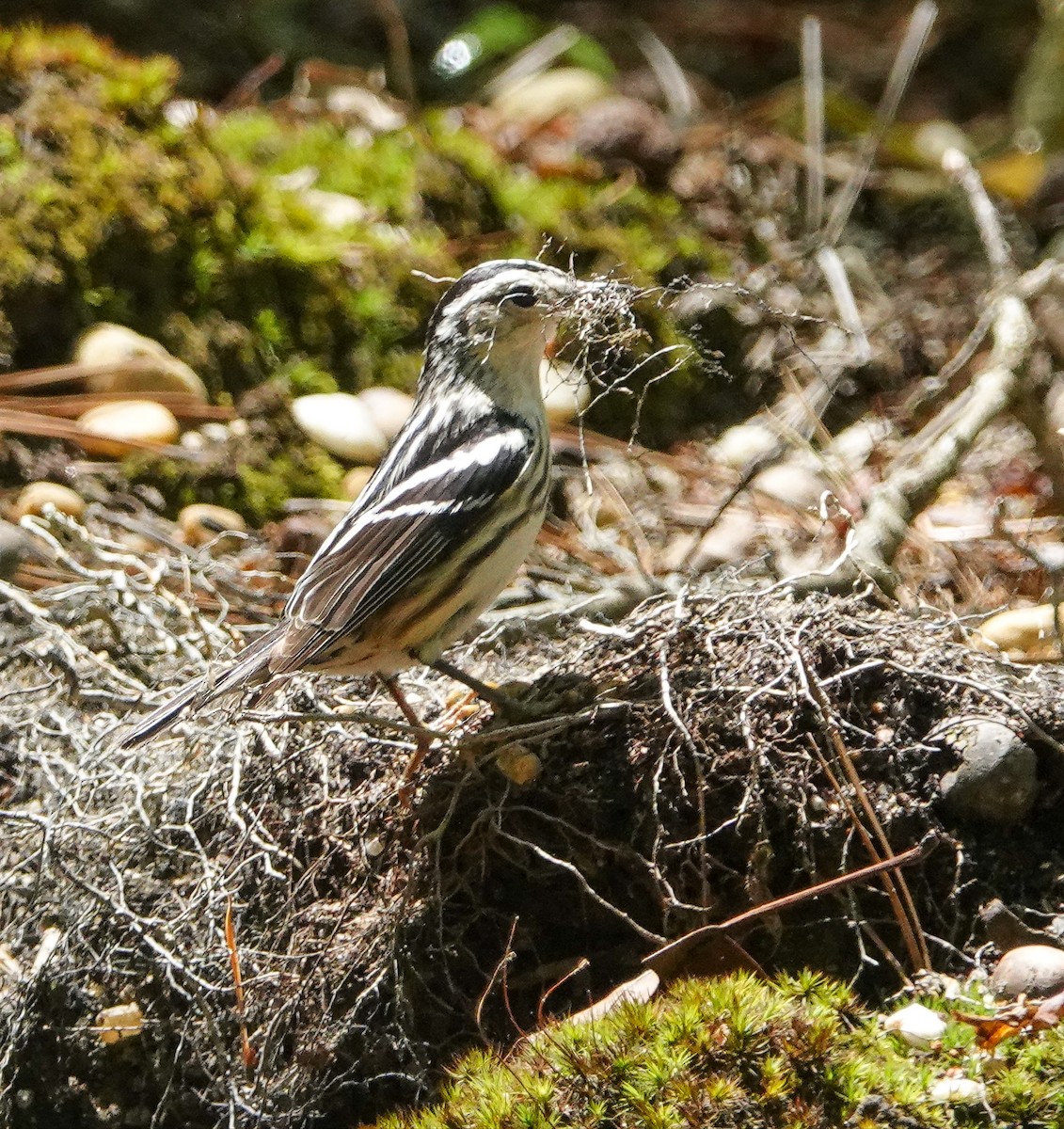 Black-and-white Warbler - ML241834961