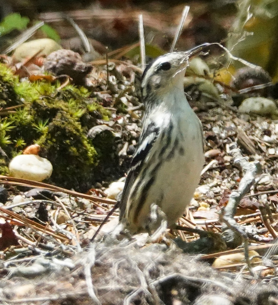 Black-and-white Warbler - ML241835271