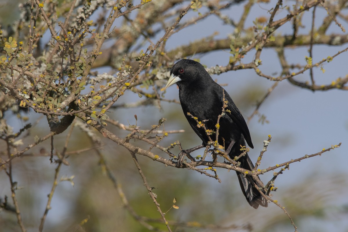 Solitary Black Cacique - ML241835311