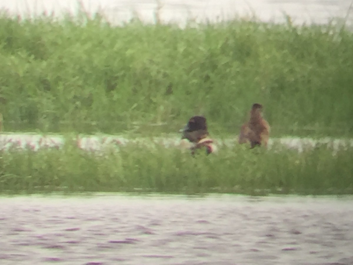 Ring-necked Duck - ML241836331