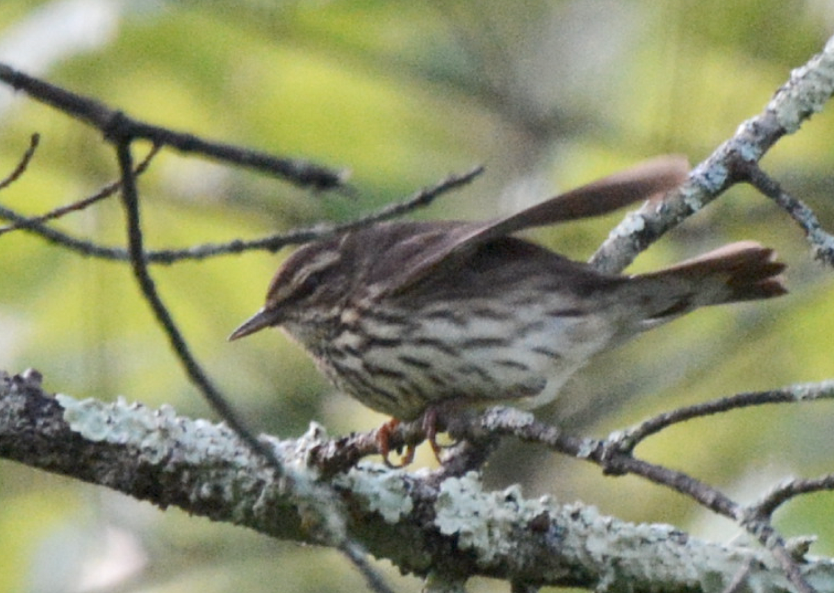 Northern Waterthrush - John Benner