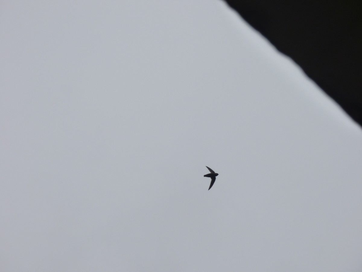 Cypseloides sp. - ML241836801