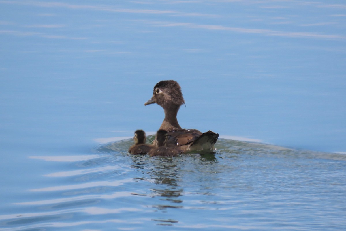 Wood Duck - Cindy & Mike Venus