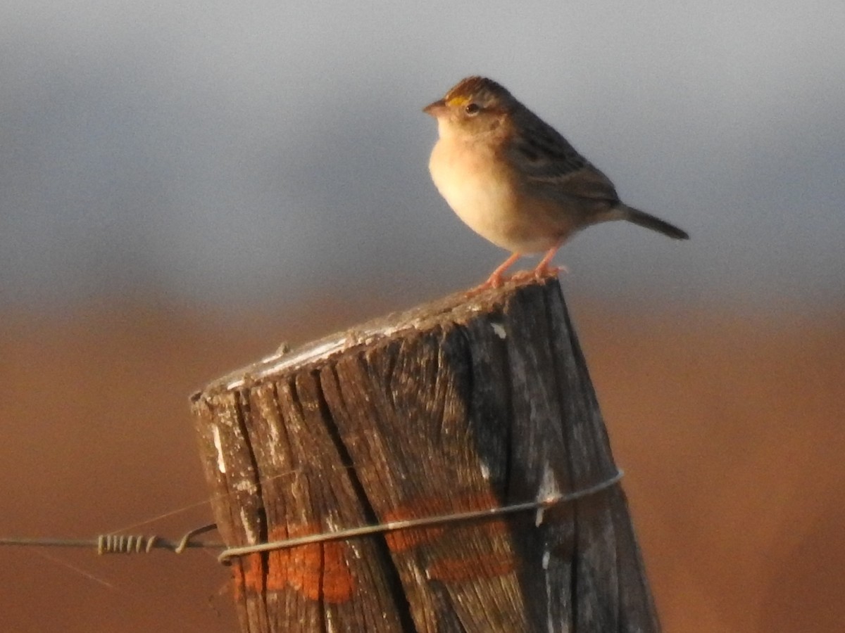Grassland Sparrow - ML241838021