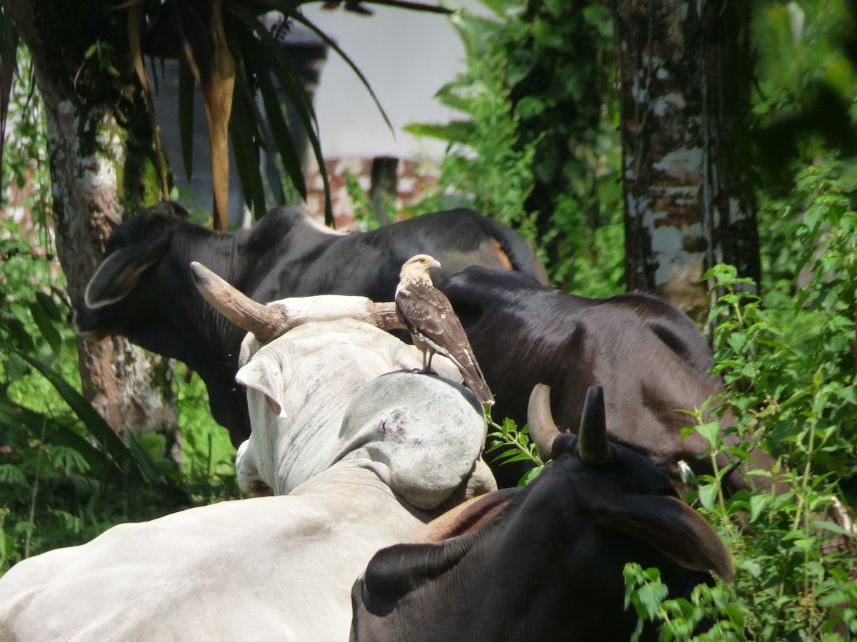 čimango žlutavý - ML241838731