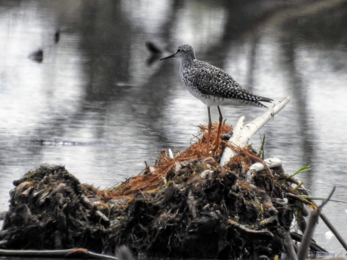 Lesser/Greater Yellowlegs - Sean Zurbrick