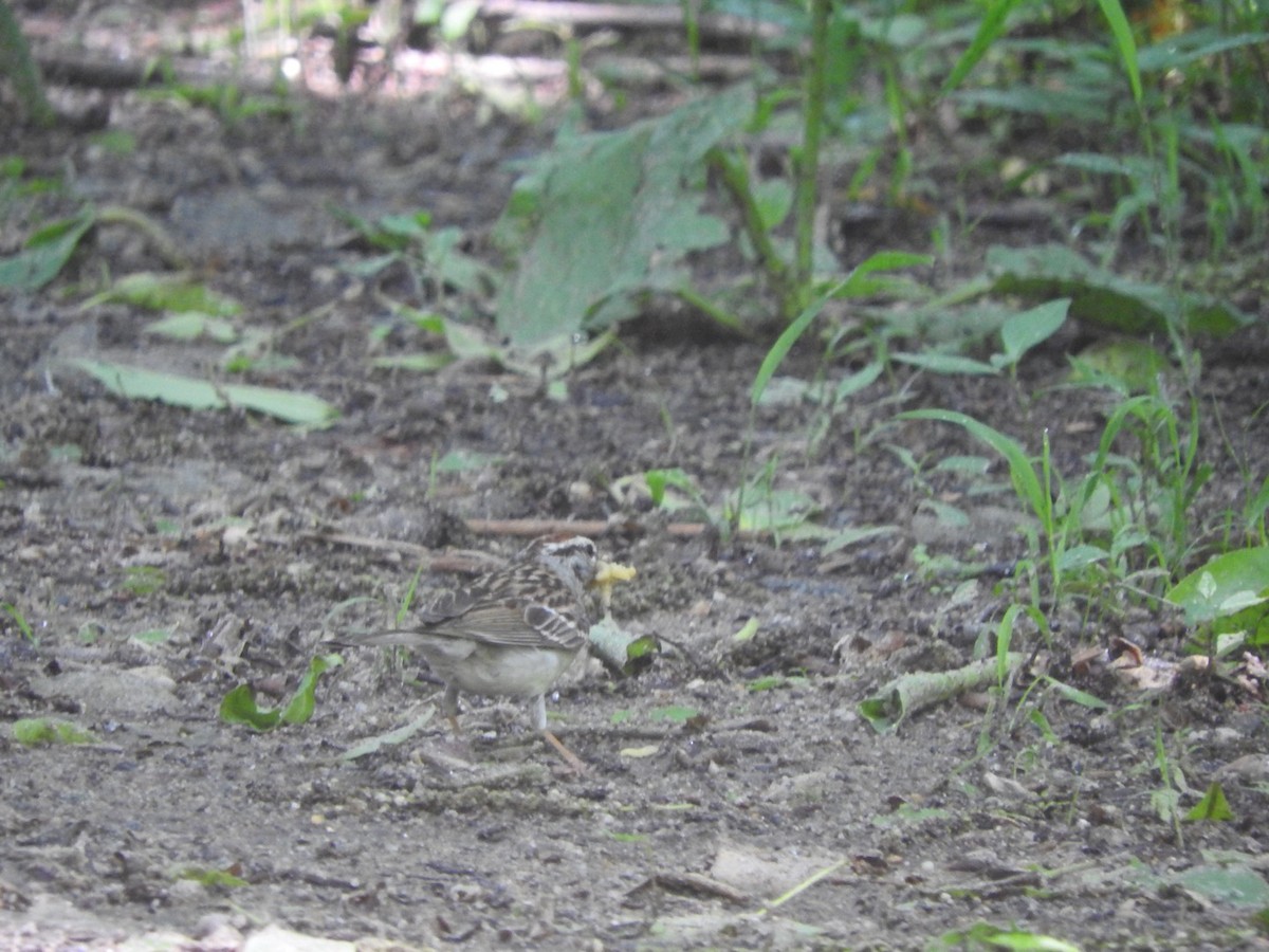 Chipping Sparrow - Andrew Dasinger