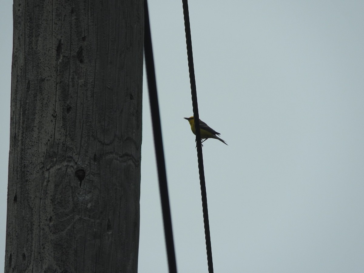 Blue-winged Warbler - ML241839711