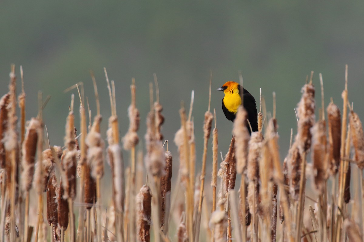 Yellow-headed Blackbird - Douglas Faulder