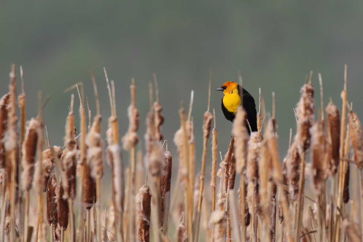 Yellow-headed Blackbird - ML241839861