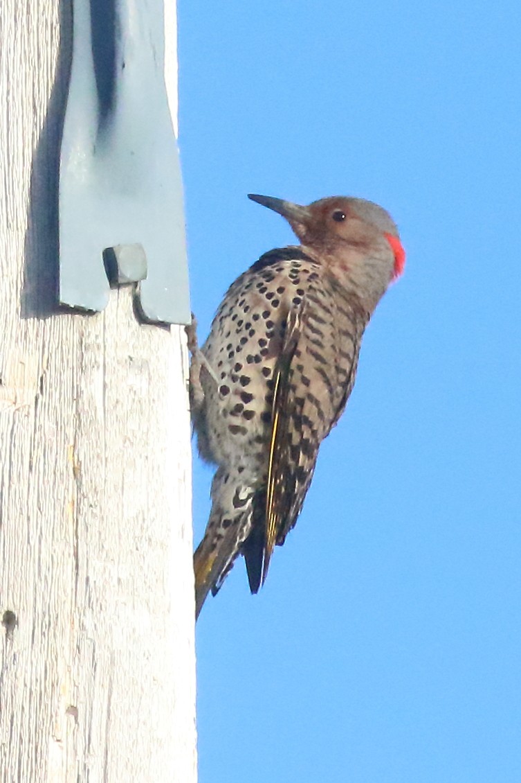 Northern Flicker - Douglas Faulder