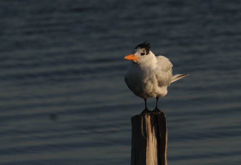 Royal Tern - ML24184011