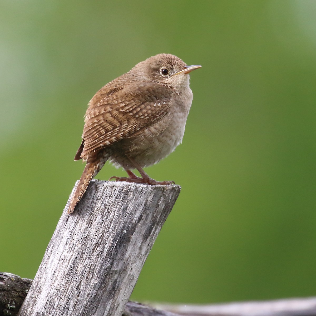 House Wren - Douglas Faulder