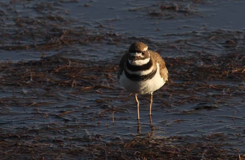 Killdeer - ML24184071