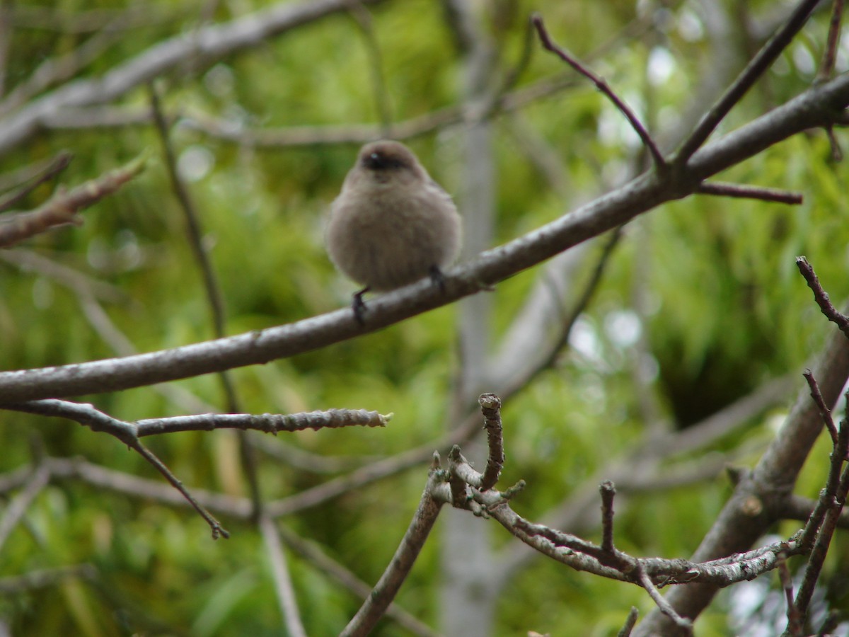 Bushtit - ML241842091