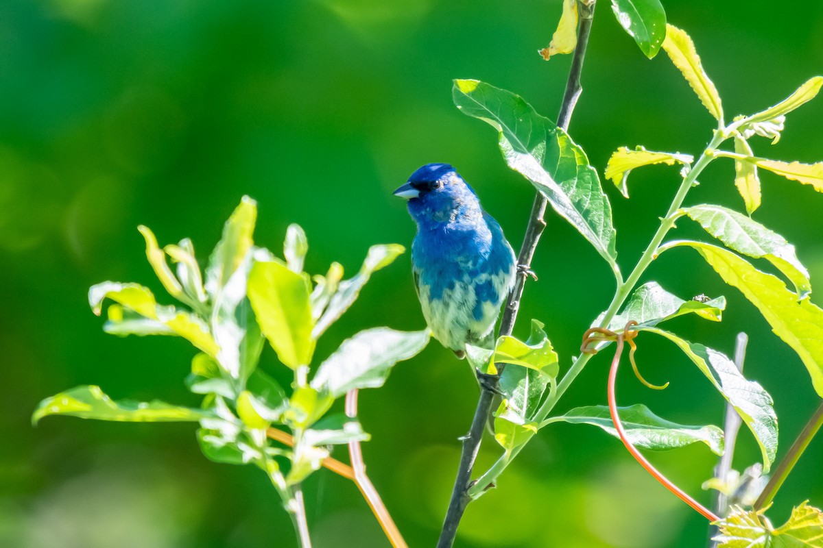 Indigo Bunting - Donald Dixon