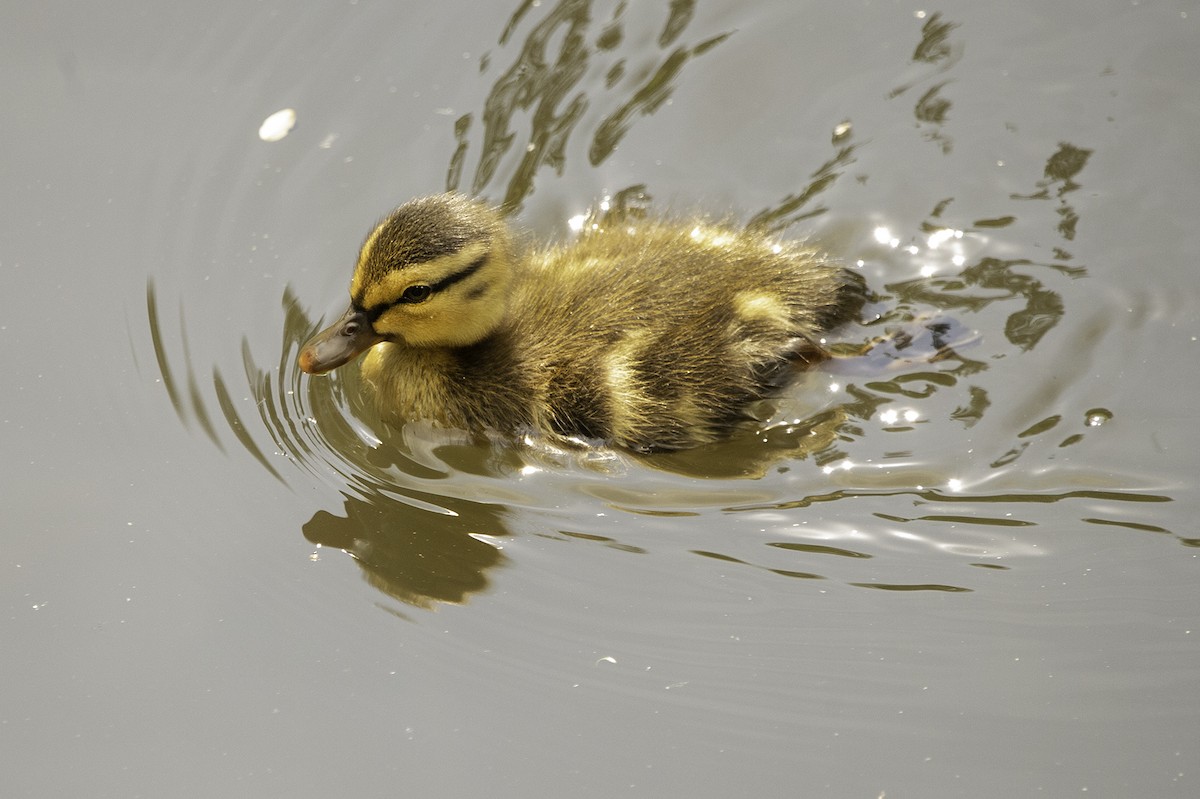 Canard colvert - ML241844531