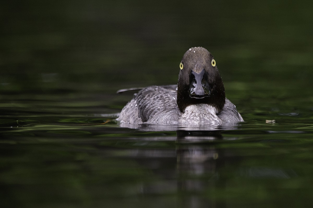 Common Goldeneye - ML241844681