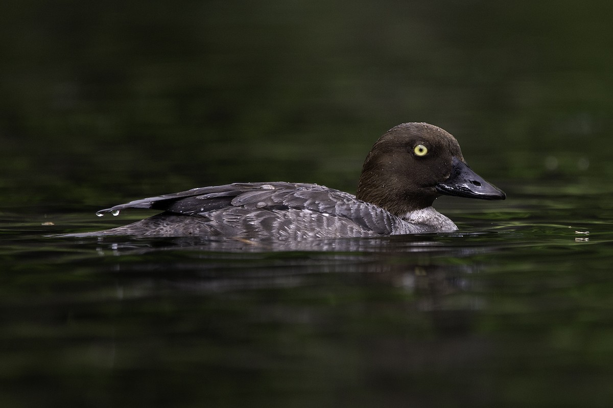 Common Goldeneye - ML241844691