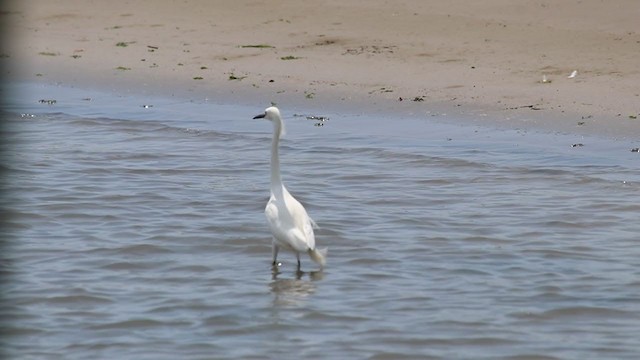 Snowy Egret - ML241844911