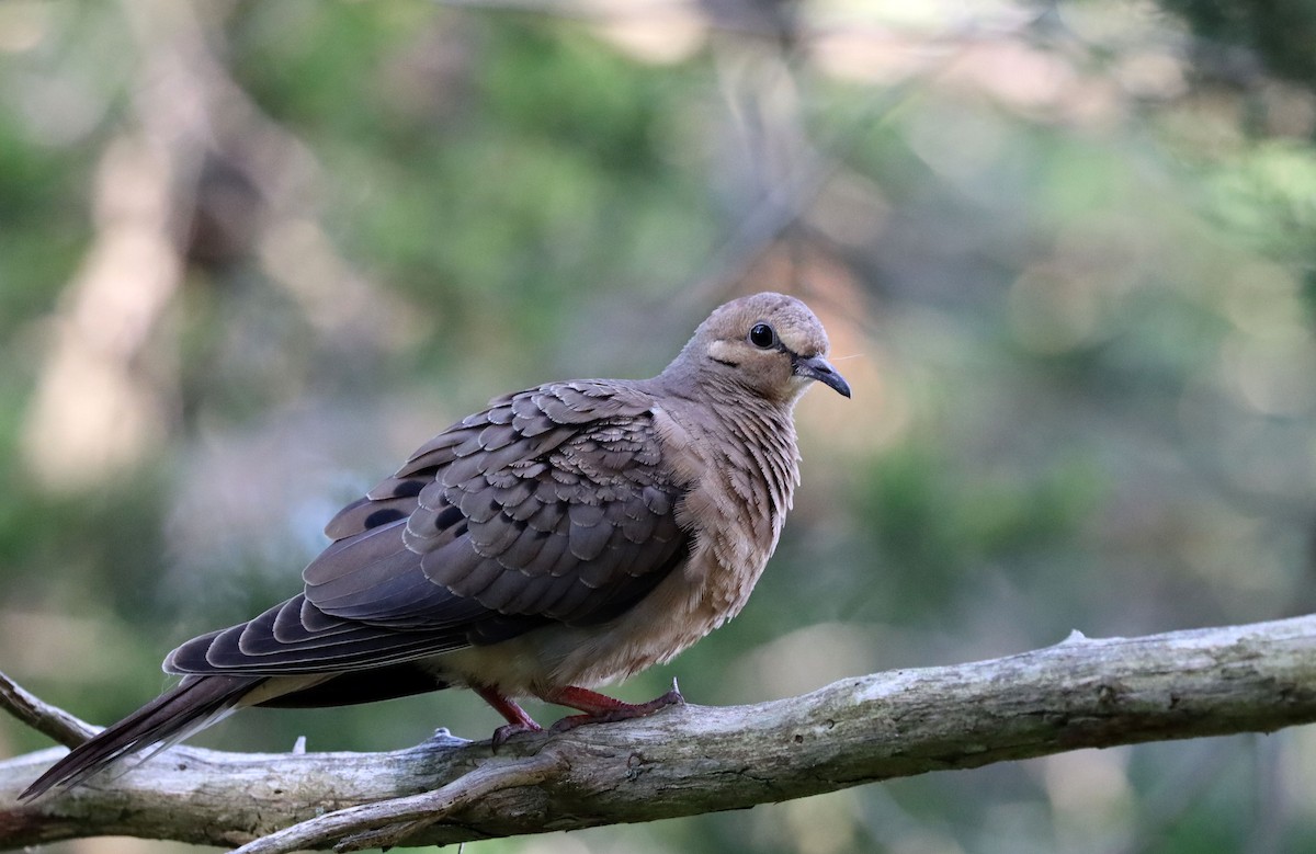 Mourning Dove - ML241845511