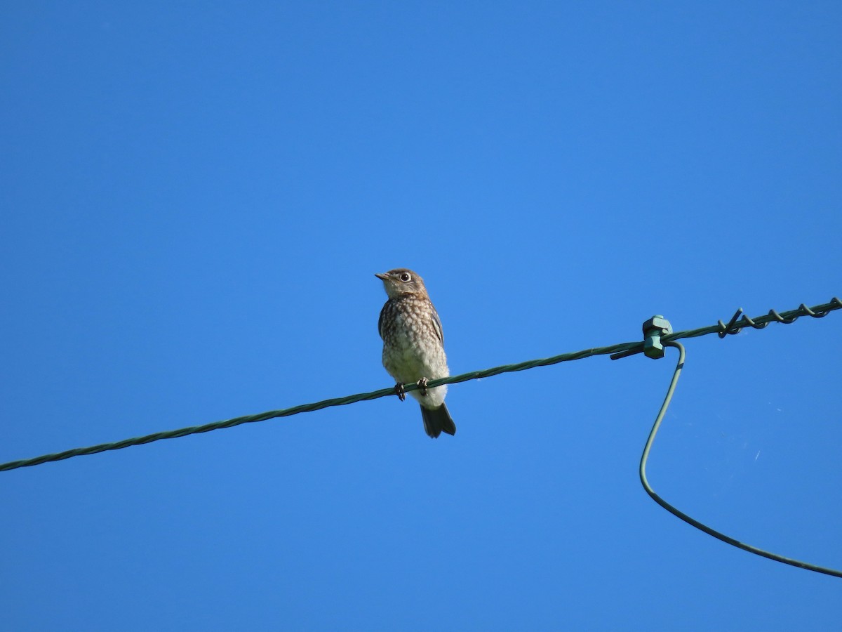 Eastern Bluebird - ML241845961