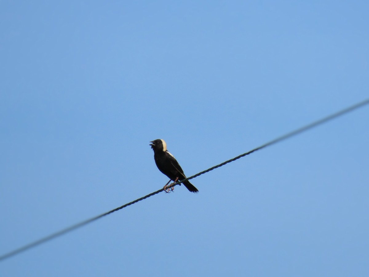 Bobolink - Diane Bricmont