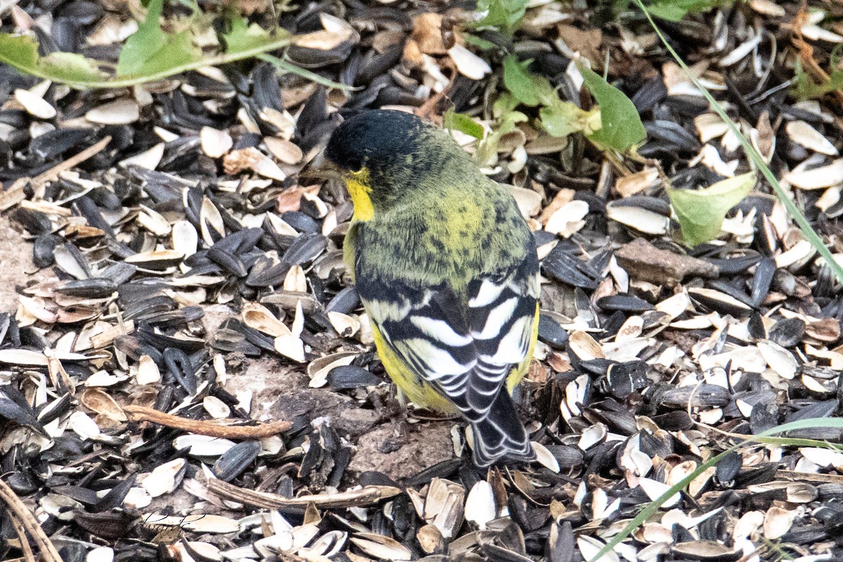 Lesser Goldfinch - Boni Edwards