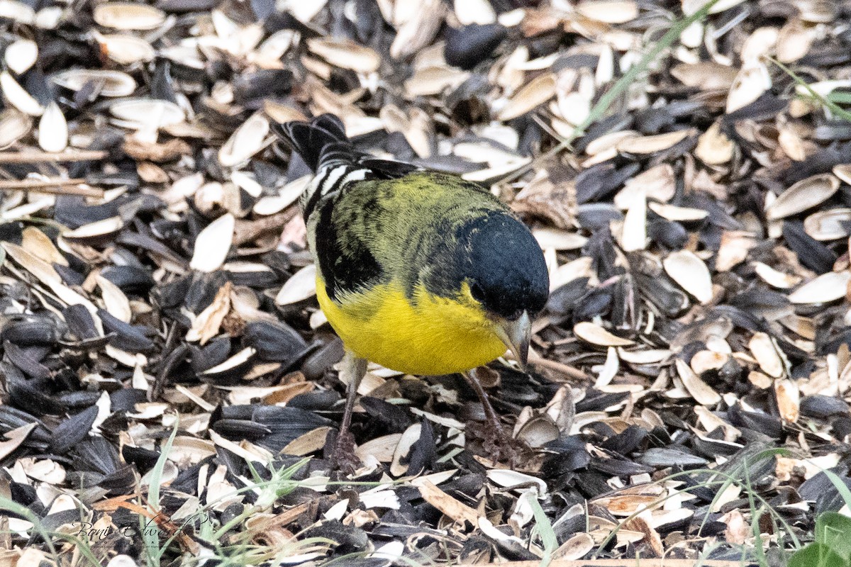 Lesser Goldfinch - Boni Edwards