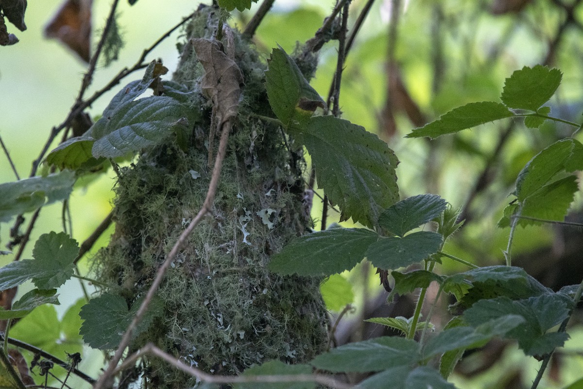 Bushtit - ML241847631