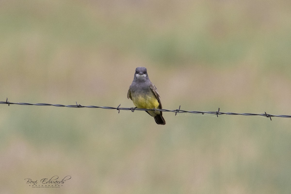 Cassin's Kingbird - ML241848001