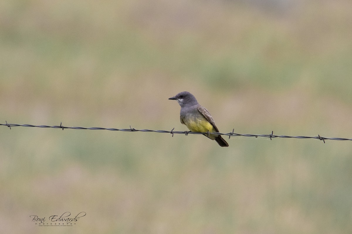 Cassin's Kingbird - ML241848031