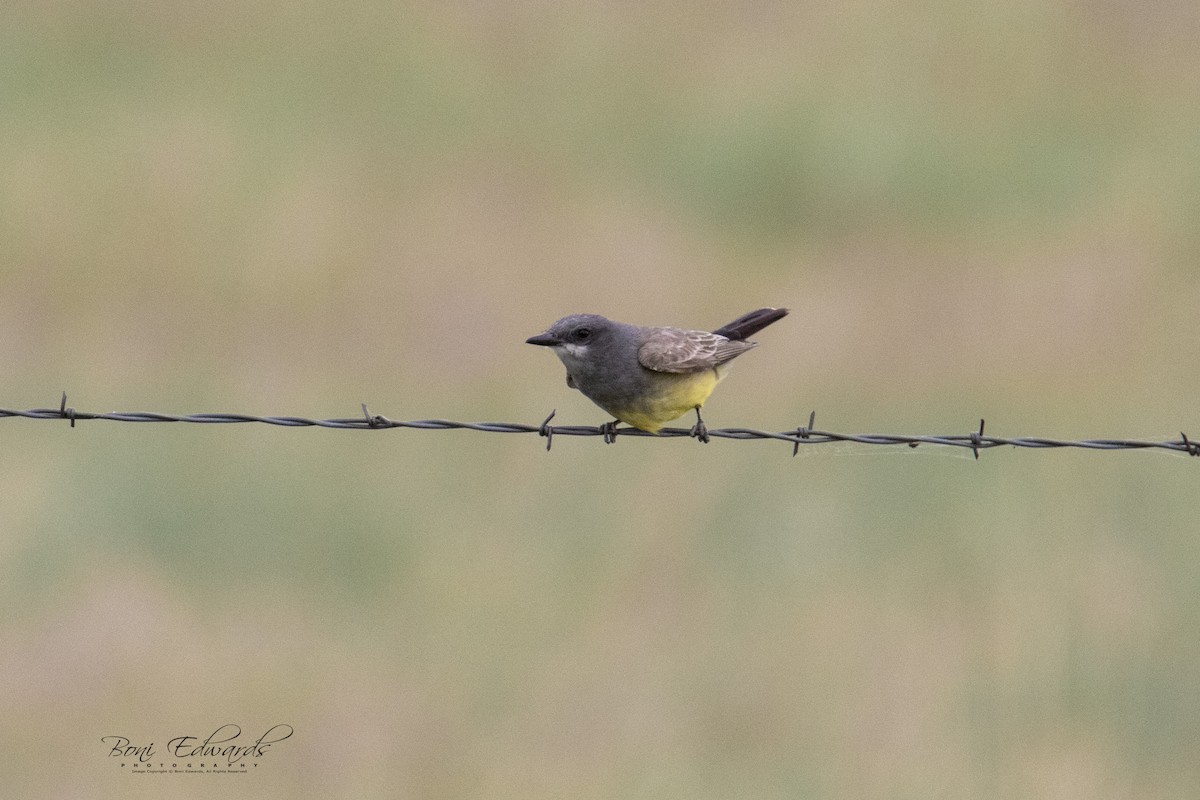 Cassin's Kingbird - ML241848041
