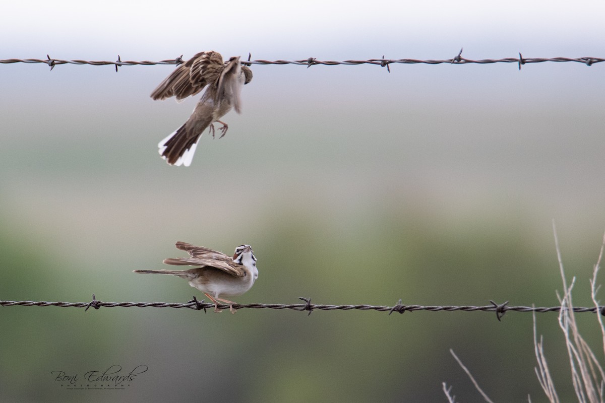 Lark Sparrow - ML241848141