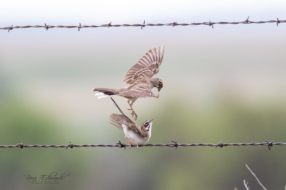 Lark Sparrow - ML241848151