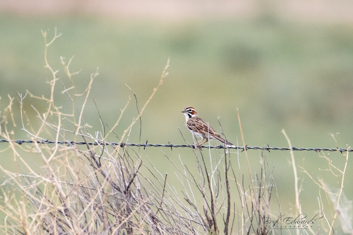 Lark Sparrow - ML241848161