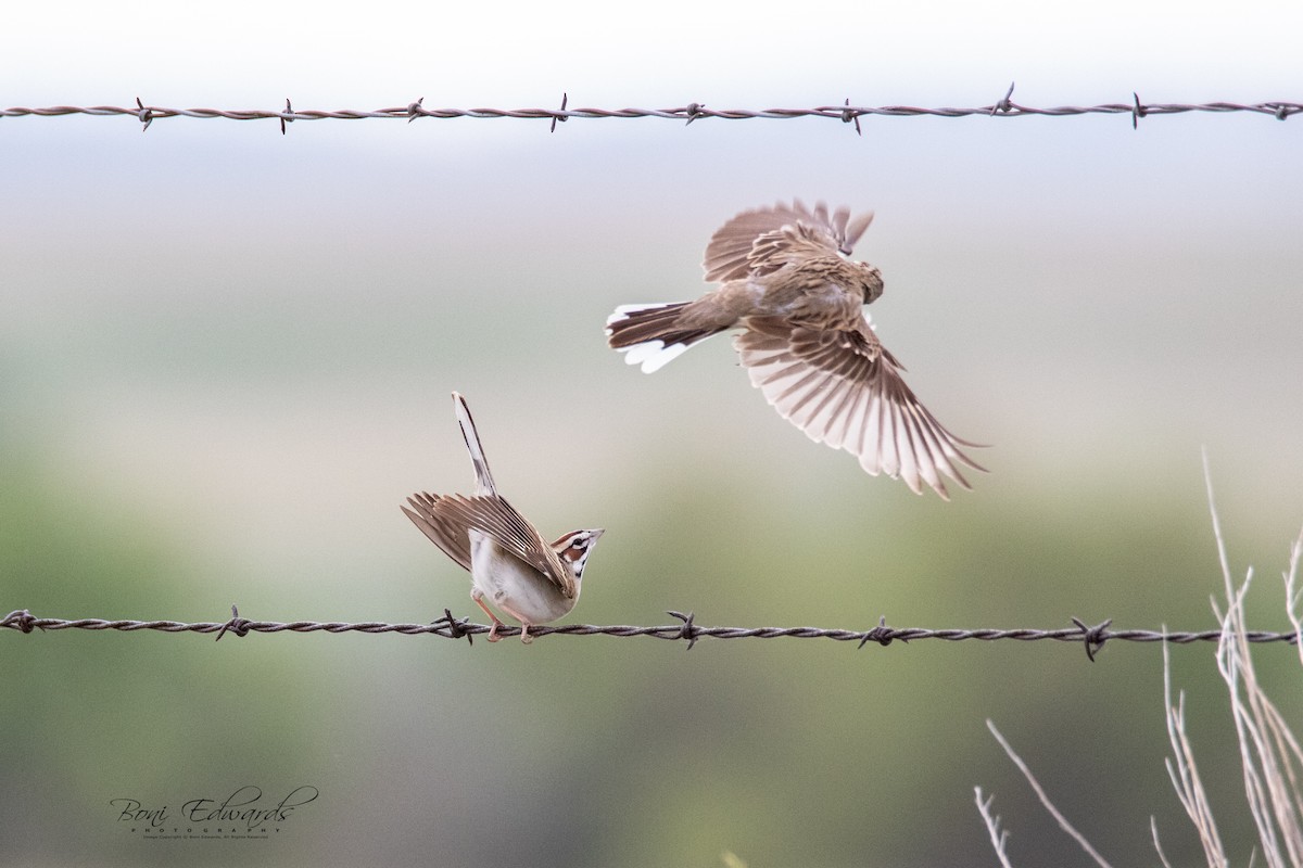 Lark Sparrow - ML241848171