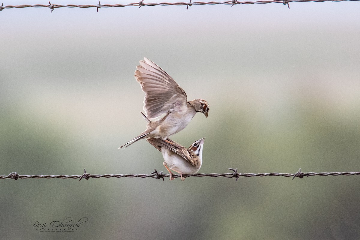 Lark Sparrow - ML241848181