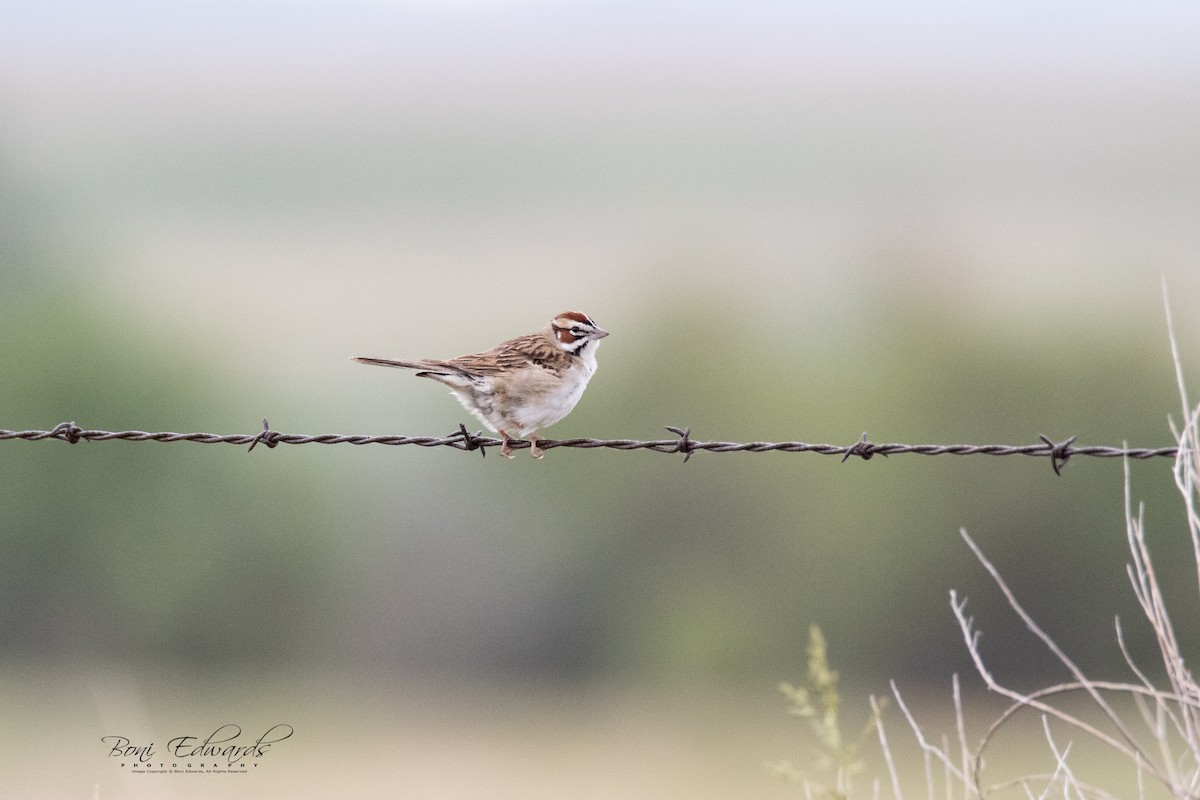 Lark Sparrow - ML241848191