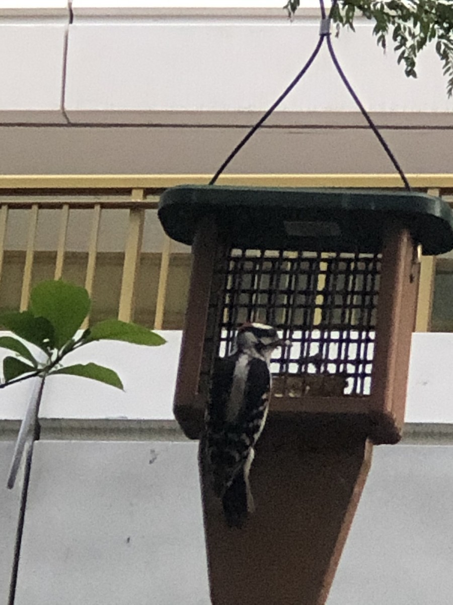 Downy Woodpecker - ML241851141