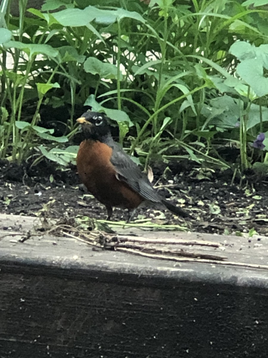 American Robin - ML241851181