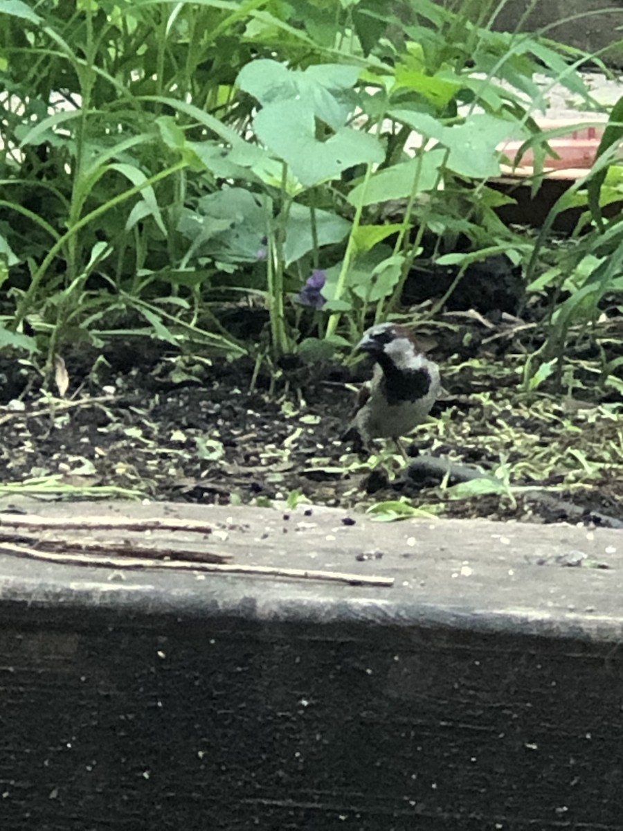 House Sparrow - ML241851221