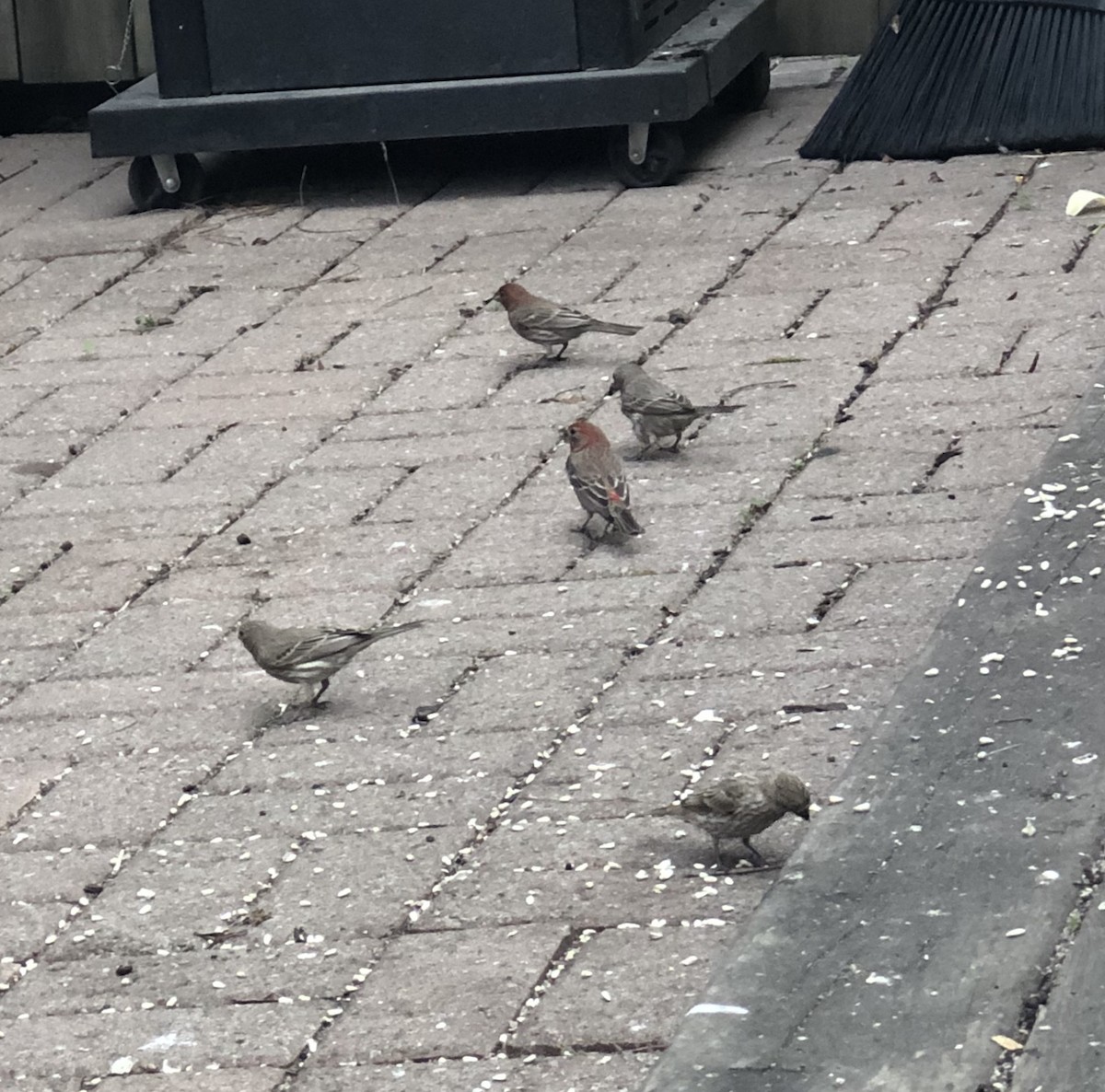 House Finch - ML241851251